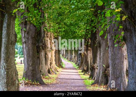 Piccolo sentiero, viale con vecchi e grandi alberi Foto Stock