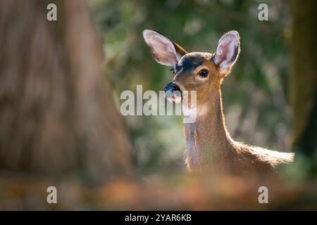Un cervo dalla coda nera (Odocoileus hemionus columbianus) si forgia nei boschi di Waldport, Oregon, USA Foto Stock