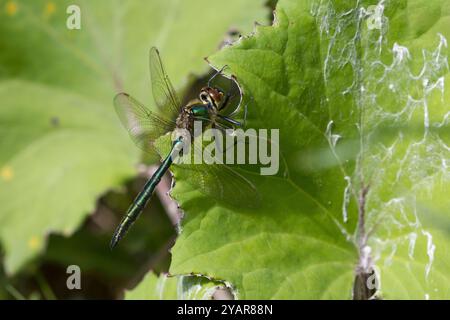 Glänzende Smaragdlibelle, Glänzende Smaragd-libelle, Smaragdlibelle, Falkenlibelle, Männchen, Somatochlora metallica, Brilliant Emerald, maschio, la cord Foto Stock