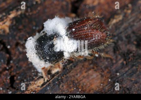 Scarabeo di corteccia, IPS, Scolytidae, abbattuti da fungo entomopatogeno sotto corteccia degli alberi. Foto Stock