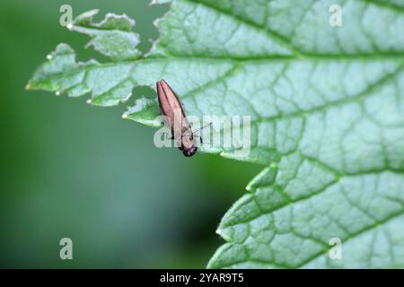 Uno scarabeo comune del genere Agrilus, famiglia Buprestidae sulla foglia verde. Foto Stock