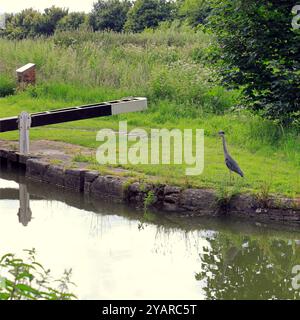 Heron - airone grigio - (Ardea cinerea) sul canale Kennett & Avon a Devizes. Data: Luglio 2024. Estate. Foto Stock