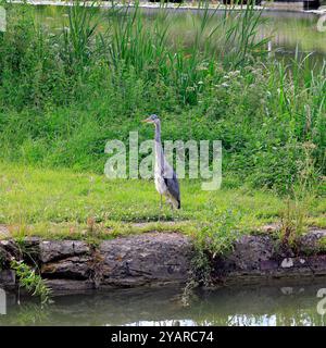 Heron - airone grigio - (Ardea cinerea) sul canale Kennett & Avon a Devizes. Data: Luglio 2024. Estate. Foto Stock