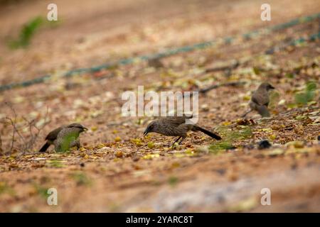 Giovane uccello di Capo starling (Lamprotornis nitens) in cerca di cibo a terra nella foto della fauna selvatica del Parco Nazionale di Kruger Foto Stock