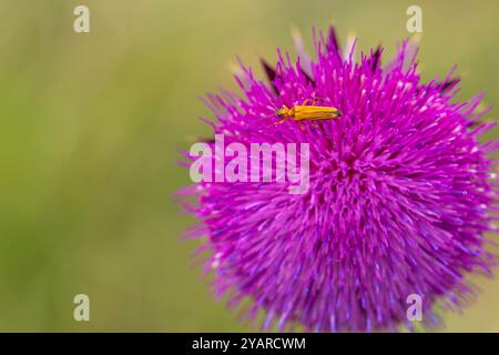 Scarabeo marrone su fiorifero viola Foto Stock