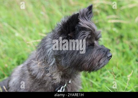 Vista laterale di un cairn terrier in un campo Foto Stock