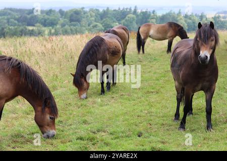 Un grande gruppo di pony Exmoor selvatici in un prato Foto Stock