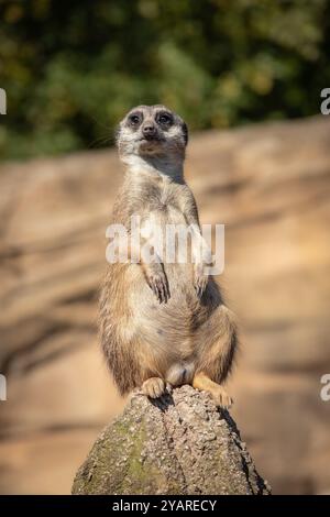 Bassa profondità di campo di attento Suricate on Rock nel giardino zoologico. Adorabile ritratto di Meerkat nello zoo. Foto Stock