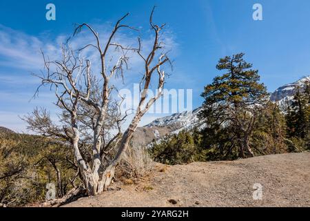 Montagne innevate primaverili a Mount Charleston, Nevada, Stati Uniti Foto Stock