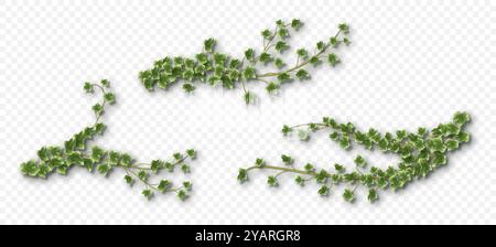 Vigne di edera con foglie verdi lussureggianti. Hedera che segue i rami Illustrazione Vettoriale