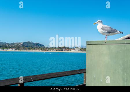 Gabbiano in piedi su una scatola di metallo con la riva di Santa Barbara sullo sfondo. California, Stati Uniti Foto Stock