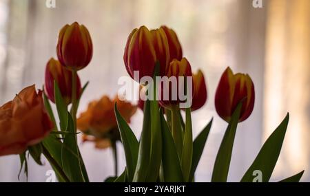 Un bouquet di tulipani rossi e gialli e rose arancioni su uno sfondo morbido e chiaro. L'attenzione è concentrata sui tulipani, con i loro colori vivaci e fluidi Foto Stock