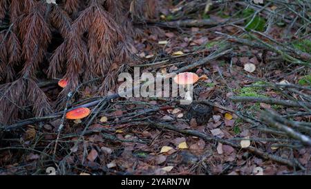 Fungo Amanita nella foresta. Agarico volante con tappo rosso. Fungo rosso amanita tossico, chiamato anche cappuccio pantera. Foresta autunnale. Foto Stock