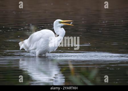 Great White egret (Ardea alba), presso RSPB Leighton Moss, Lanacashire, Inghilterra, Regno Unito. Foto Stock