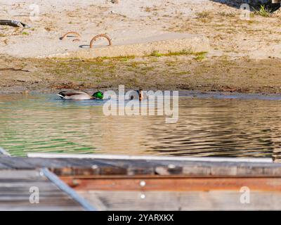 Primo piano di anatre al lago Bass, California Foto Stock