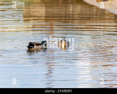 Primo piano di anatre al lago Bass, California Foto Stock