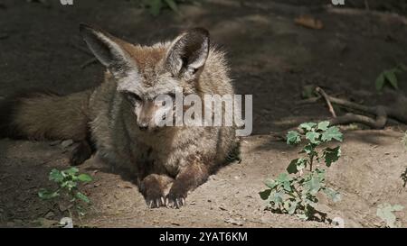 Pipistrello Eared Fox Foto Stock