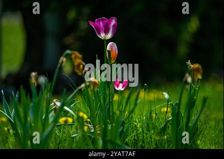 Beechwood Cemetery durante la stagione autunnale, Ottawa, Ontario, Canada Foto Stock