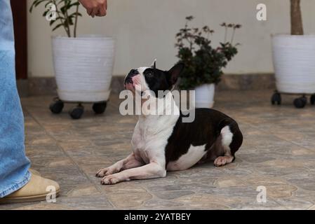 Boston Terrier, accarezza in obbedienza, ricevendo l'ordine di accovacciarsi dato dall'addestratore Foto Stock