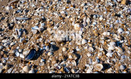 Conchiglie sulla spiaggia sabbiosa. Foto Stock