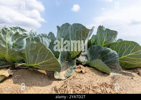 cavolo nel campo, un gran numero di teste di cavolo nel campo Foto Stock