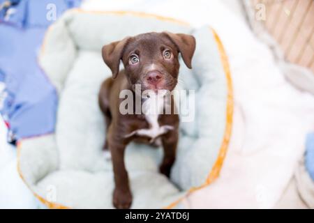 Un giovane cucciolo di razza mista Retriever x Pit Bull Terrier seduto su un letto per animali e guardando in alto Foto Stock