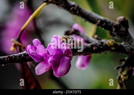 Placentia, California, Stati Uniti. 15 ottobre 2024. WESTERN Redbud fiorisce splendidamente in un giardino periferico sul retro. Le temperature miti a Orange County, California, stanno dando alle piante da giardino la possibilità di recuperare e prosperare. (Credit Image: © Bruce Chambers/ZUMA Press Wire) SOLO PER USO EDITORIALE! Non per USO commerciale! Foto Stock