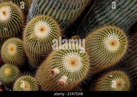 Placentia, California, Stati Uniti. 15 ottobre 2024. I cactus in vaso prosperano in un giardino periferico sul retro. Le temperature miti a Orange County, California, stanno dando alle piante da giardino la possibilità di recuperare e prosperare. (Credit Image: © Bruce Chambers/ZUMA Press Wire) SOLO PER USO EDITORIALE! Non per USO commerciale! Foto Stock