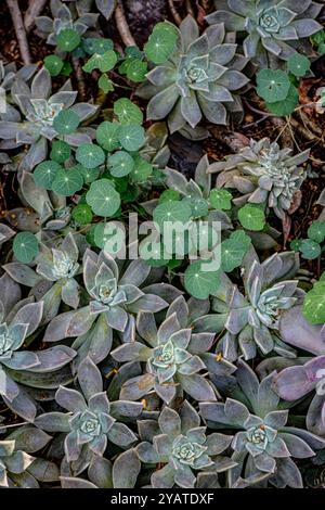 Placentia, California, Stati Uniti. 15 ottobre 2024. L'asturzio e il succulento si mescolano in un giardino suburbano sul retro. Le temperature miti a Orange County, California, stanno dando alle piante da giardino la possibilità di recuperare e prosperare. (Credit Image: © Bruce Chambers/ZUMA Press Wire) SOLO PER USO EDITORIALE! Non per USO commerciale! Foto Stock