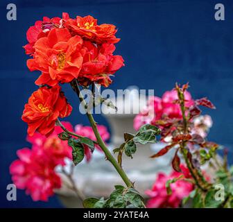 Placentia, California, Stati Uniti. 15 ottobre 2024. Le rose fioriscono splendidamente in un giardino periferico sul retro. Le temperature miti a Orange County, California, stanno dando alle piante da giardino la possibilità di recuperare e prosperare. (Credit Image: © Bruce Chambers/ZUMA Press Wire) SOLO PER USO EDITORIALE! Non per USO commerciale! Foto Stock