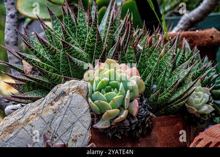 Placentia, California, Stati Uniti. 15 ottobre 2024. Le succulente brillano in un giardino suburbano sul retro. Le temperature miti a Orange County, California, stanno dando alle piante da giardino la possibilità di recuperare e prosperare. (Credit Image: © Bruce Chambers/ZUMA Press Wire) SOLO PER USO EDITORIALE! Non per USO commerciale! Foto Stock