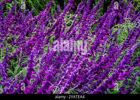 Placentia, California, Stati Uniti. 15 ottobre 2024. Il salvia messicano fiorisce splendidamente in un giardino suburbano sul retro. Le temperature miti a Orange County, California, stanno dando alle piante da giardino la possibilità di recuperare e prosperare. (Credit Image: © Bruce Chambers/ZUMA Press Wire) SOLO PER USO EDITORIALE! Non per USO commerciale! Foto Stock