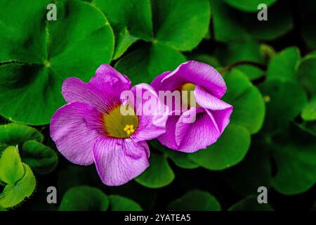 Placentia, California, Stati Uniti. 15 ottobre 2024. I fiori Oxalis emergono splendidamente in un giardino periferico sul retro. Le temperature miti a Orange County, California, stanno dando alle piante da giardino la possibilità di recuperare e prosperare. (Credit Image: © Bruce Chambers/ZUMA Press Wire) SOLO PER USO EDITORIALE! Non per USO commerciale! Foto Stock