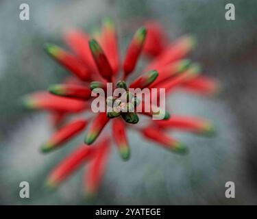 Placentia, California, Stati Uniti. 15 ottobre 2024. Una punta di fiori di aloe sorge splendidamente in un giardino suburbano sul retro. Le temperature miti a Orange County, California, stanno dando alle piante da giardino la possibilità di recuperare e prosperare. (Credit Image: © Bruce Chambers/ZUMA Press Wire) SOLO PER USO EDITORIALE! Non per USO commerciale! Foto Stock