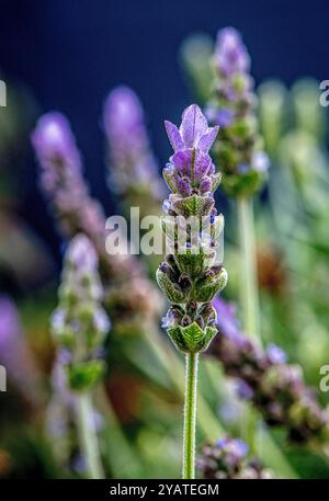 Placentia, California, Stati Uniti. 15 ottobre 2024. La lavanda fiorisce splendidamente in un giardino periferico sul retro. Le temperature miti a Orange County, California, stanno dando alle piante da giardino la possibilità di recuperare e prosperare. (Credit Image: © Bruce Chambers/ZUMA Press Wire) SOLO PER USO EDITORIALE! Non per USO commerciale! Foto Stock