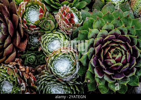 Placentia, California, Stati Uniti. 15 ottobre 2024. Le succulente in vaso prosperano in un giardino periferico sul retro. Le temperature miti a Orange County, California, stanno dando alle piante da giardino la possibilità di recuperare e prosperare. (Credit Image: © Bruce Chambers/ZUMA Press Wire) SOLO PER USO EDITORIALE! Non per USO commerciale! Foto Stock