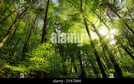 Scenario maestoso con il sole e i raggi di luce in una verde foresta di faggi in estate. Splendido paesaggio con colori freschi e un'atmosfera elevatissima Foto Stock