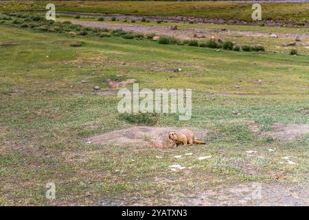 Mammut himalayane lungo il sentiero dei kora intorno al sacro monte Kailash, Tibet, copiano lo spazio per il testo Foto Stock