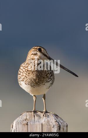 Il Wilson's beccaccino (Gallinago delicata) posatoi sul post, il castello di rocce del parco statale, Idaho, Stati Uniti d'America. Foto Stock