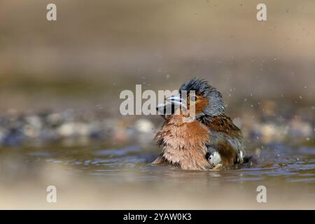 Chaffinch (Fringilla coelebs), bagno in acqua, Wadi Darbat, Salalah, Grecia, Oman, Europa Foto Stock