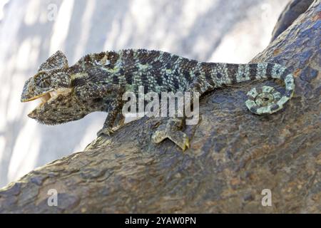 Camaleonte arabo, [rettile, rettili, (Chamaeleo arabicus), arrampicata sul tronco di alberi, Wadi Darbat, Salalah, Dhofar, Oman, Asia Foto Stock