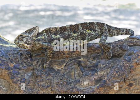 Camaleonte arabo, [rettile, rettili, (Chamaeleo arabicus), arrampicata sul tronco di alberi, Wadi Darbat, Salalah, Dhofar, Oman, Asia Foto Stock