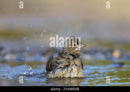 Chaffinch (Fringilla coelebs), bagno in acqua, Wadi Darbat, Salalah, Grecia, Oman, Europa Foto Stock