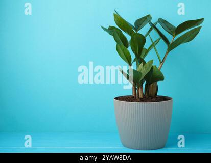 Pianta Zamioculcas su blu, conosciuta anche come Zanzibar gemma negli interni della casa. Spazio per il testo Foto Stock