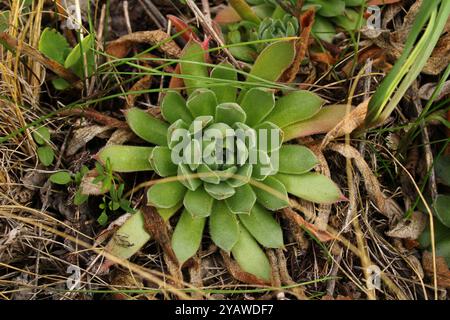 Una pianta con foglie spesse appare forte e resiliente. Foto Stock