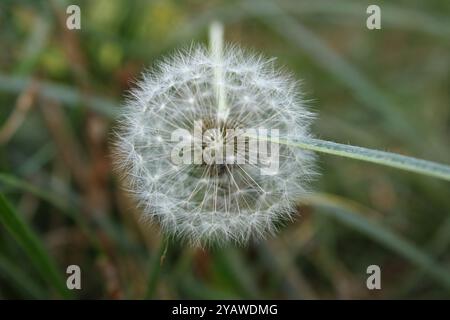 Un dente di leone sul palco della puff, dove i suoi fiori gialli sono già sbiaditi, sostituito da una leggera palla di semi. Foto Stock