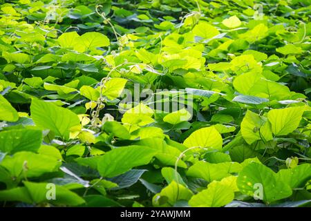 Foglie tropicali di kudzu sul mare Foto Stock