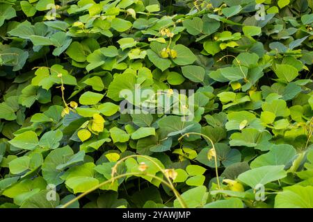 Foglie tropicali di kudzu sul mare Foto Stock