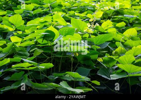 Foglie tropicali di kudzu sul mare Foto Stock