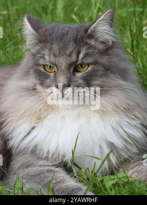 Primo piano sulla faccia di un gatto siberiano di razza pura Foto Stock
